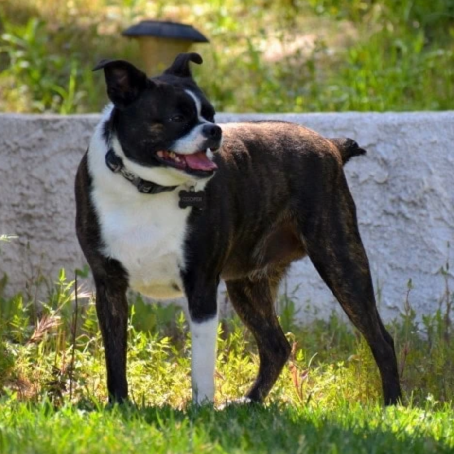 Bo-Chi (Boston Terrier x Chihuahua)